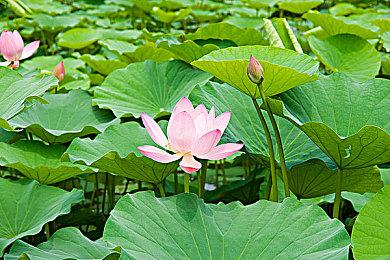 《无主之地4》开发商盛赞Switch 2：性能强大的平台